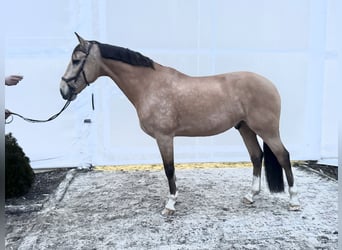 Lusitanos, Wallach, 12 Jahre, 164 cm, Falbe