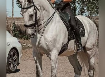 Lusitanos Mix, Wallach, 12 Jahre, 167 cm, Schimmel