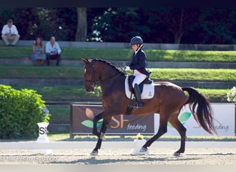 Lusitanos, Wallach, 12 Jahre, 169 cm, Brauner