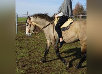 Lusitanos, Wallach, 12 Jahre, Rotschimmel