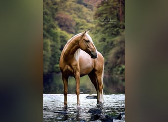 Lusitanos, Wallach, 13 Jahre, 148 cm, Palomino