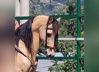 Lusitanos, Wallach, 13 Jahre, 149 cm, Buckskin
