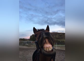 Lusitanos, Wallach, 13 Jahre, 150 cm, Brauner