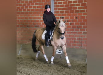 Lusitanos Mix, Wallach, 13 Jahre, 150 cm, Palomino