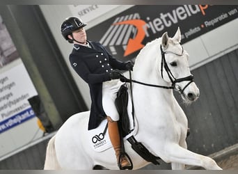 Lusitanos, Wallach, 13 Jahre, 157 cm, Schimmel