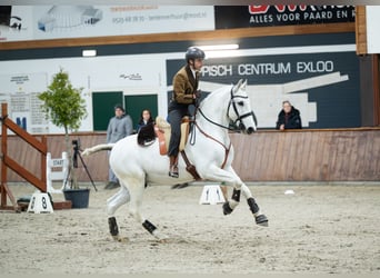 Lusitanos, Wallach, 13 Jahre, 157 cm, Schimmel