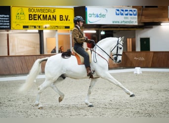 Lusitanos, Wallach, 13 Jahre, 157 cm, Schimmel