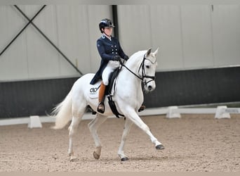 Lusitanos, Wallach, 13 Jahre, 157 cm, Schimmel