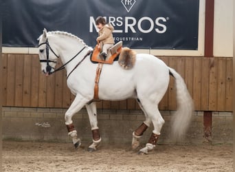 Lusitanos, Wallach, 13 Jahre, 157 cm, Schimmel