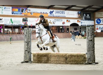 Lusitanos, Wallach, 13 Jahre, 157 cm, Schimmel