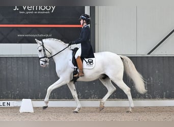 Lusitanos, Wallach, 13 Jahre, 157 cm, Schimmel