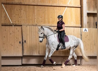 Lusitanos, Wallach, 13 Jahre, 160 cm, Apfelschimmel