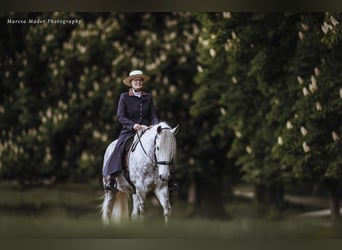 Lusitanos, Wallach, 13 Jahre, 160 cm, Apfelschimmel