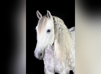 Lusitanos, Wallach, 13 Jahre, 160 cm, Apfelschimmel