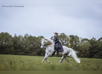 Lusitanos, Wallach, 13 Jahre, 160 cm, Apfelschimmel