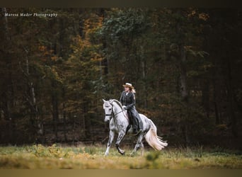 Lusitanos, Wallach, 13 Jahre, 160 cm, Apfelschimmel