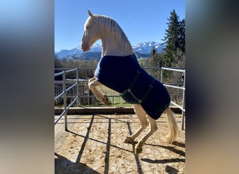 Lusitanos, Wallach, 13 Jahre, 160 cm, Cremello