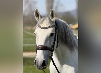 Lusitanos, Wallach, 13 Jahre, 160 cm, Schimmel
