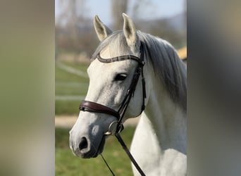Lusitanos, Wallach, 13 Jahre, 160 cm, Schimmel
