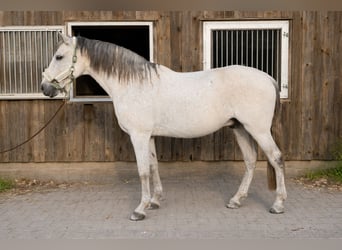 Lusitanos, Wallach, 13 Jahre, 160 cm, Schimmel