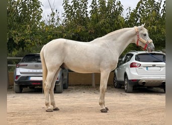 Lusitanos, Wallach, 13 Jahre, 161 cm, Schimmel