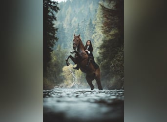 Lusitanos, Wallach, 13 Jahre, 162 cm, Fuchs