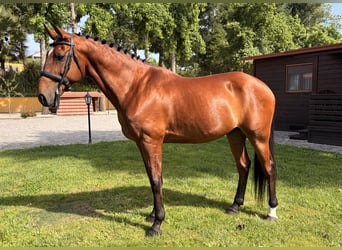 Lusitanos, Wallach, 13 Jahre, 163 cm, Brauner