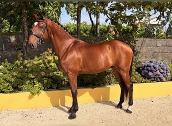 Lusitanos, Wallach, 13 Jahre, 163 cm, Brauner
