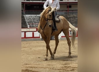 Lusitanos, Wallach, 13 Jahre, 170 cm, Palomino