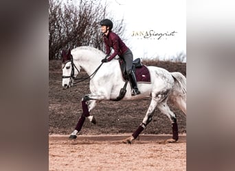 Lusitanos, Wallach, 13 Jahre, 171 cm, Schimmel