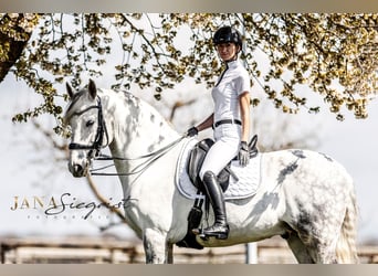 Lusitanos, Wallach, 13 Jahre, 171 cm, Schimmel