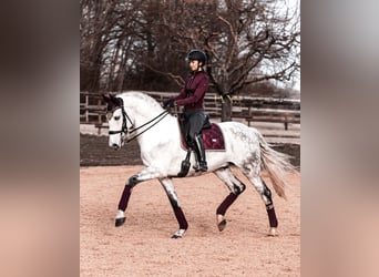 Lusitanos, Wallach, 13 Jahre, 171 cm, Schimmel