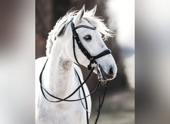 Lusitanos, Wallach, 13 Jahre, 171 cm, Schimmel