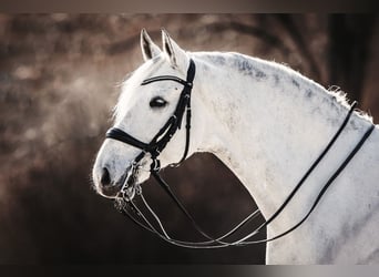 Lusitanos, Wallach, 13 Jahre, 171 cm, Schimmel