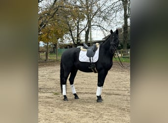 Lusitanos, Wallach, 13 Jahre, 176 cm, Rappe