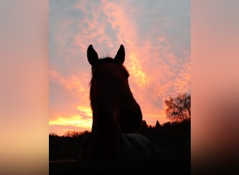 Lusitanos, Wallach, 14 Jahre, 150 cm, Brauner
