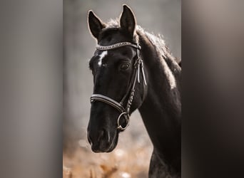 Lusitanos, Wallach, 14 Jahre, 154 cm, Rappe