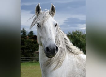 Lusitanos, Wallach, 14 Jahre, 154 cm, Schimmel