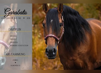 Lusitanos, Wallach, 14 Jahre, 155 cm, Brauner