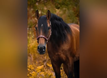 Lusitanos, Wallach, 14 Jahre, 155 cm, Brauner