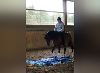 Lusitanos, Wallach, 14 Jahre, 155 cm, Brauner