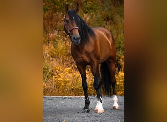 Lusitanos, Wallach, 14 Jahre, 155 cm, Brauner