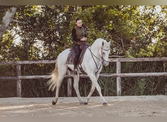 Lusitanos, Wallach, 14 Jahre, 156 cm, Schimmel