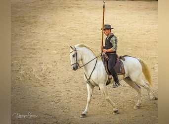 Lusitanos, Wallach, 14 Jahre, 156 cm, Schimmel
