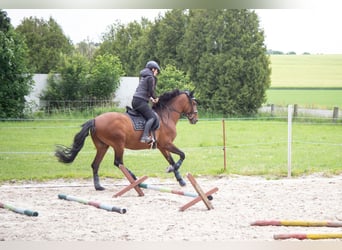 Lusitanos, Wallach, 14 Jahre, 157 cm, Brauner