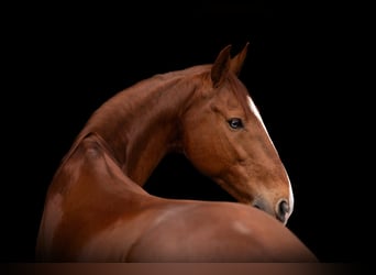 Lusitanos, Wallach, 14 Jahre, 157 cm, Fuchs