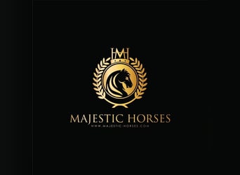 Lusitanos, Wallach, 14 Jahre, 162 cm, Apfelschimmel