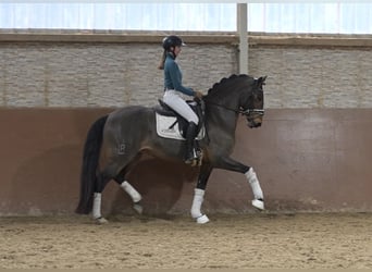 Lusitanos, Wallach, 14 Jahre, 163 cm, Dunkelbrauner
