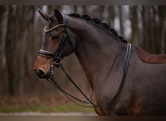 Lusitanos, Wallach, 14 Jahre, 163 cm, Dunkelbrauner