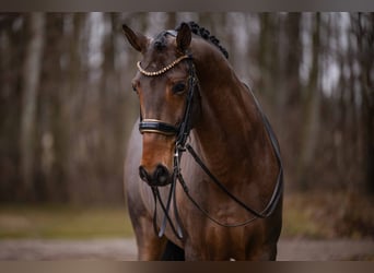 Lusitanos, Wallach, 14 Jahre, 163 cm, Dunkelbrauner